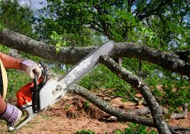 Professional  Tree Services in Hawkinsville, GA